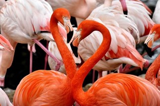Flamingos